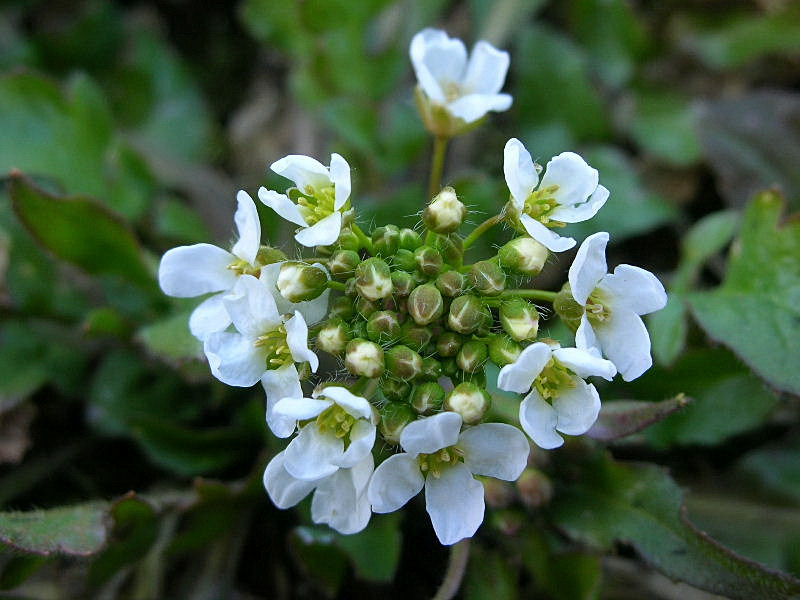 Capsella grandiflora / Borsapastore a fiori grandi